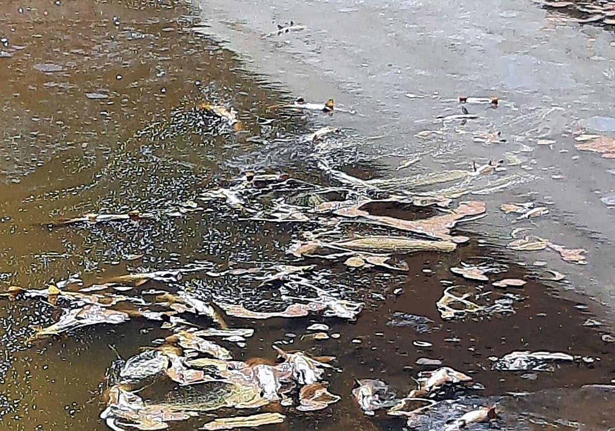 Truchas muertas flotan en el embalse del Tejo, en El Espinar.