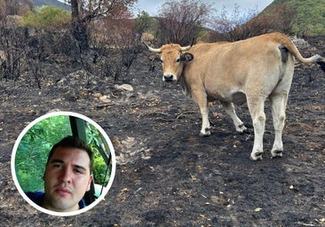 Un ganadero leonés, asfixiado ante la falta de alimento de sus animales: «Solo me queda vender»