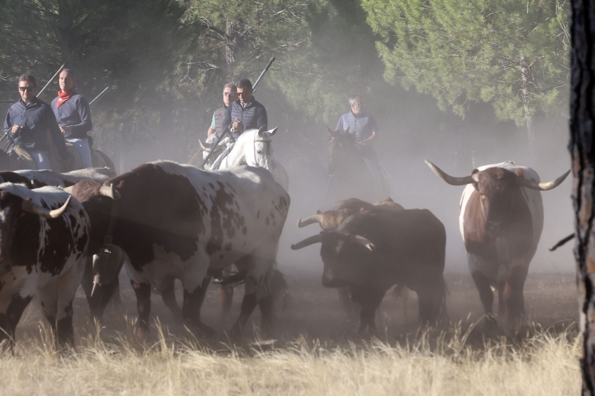 Encierro mixto del jueves en Tordesillas