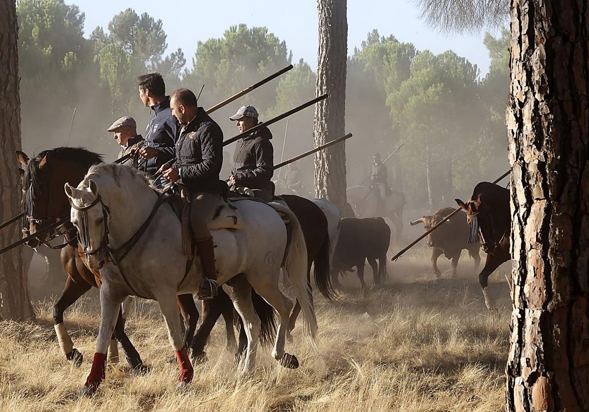 Encierro mixto del jueves en Tordesillas