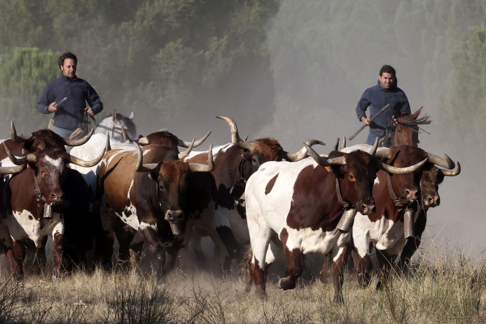 Encierro mixto del jueves en Tordesillas