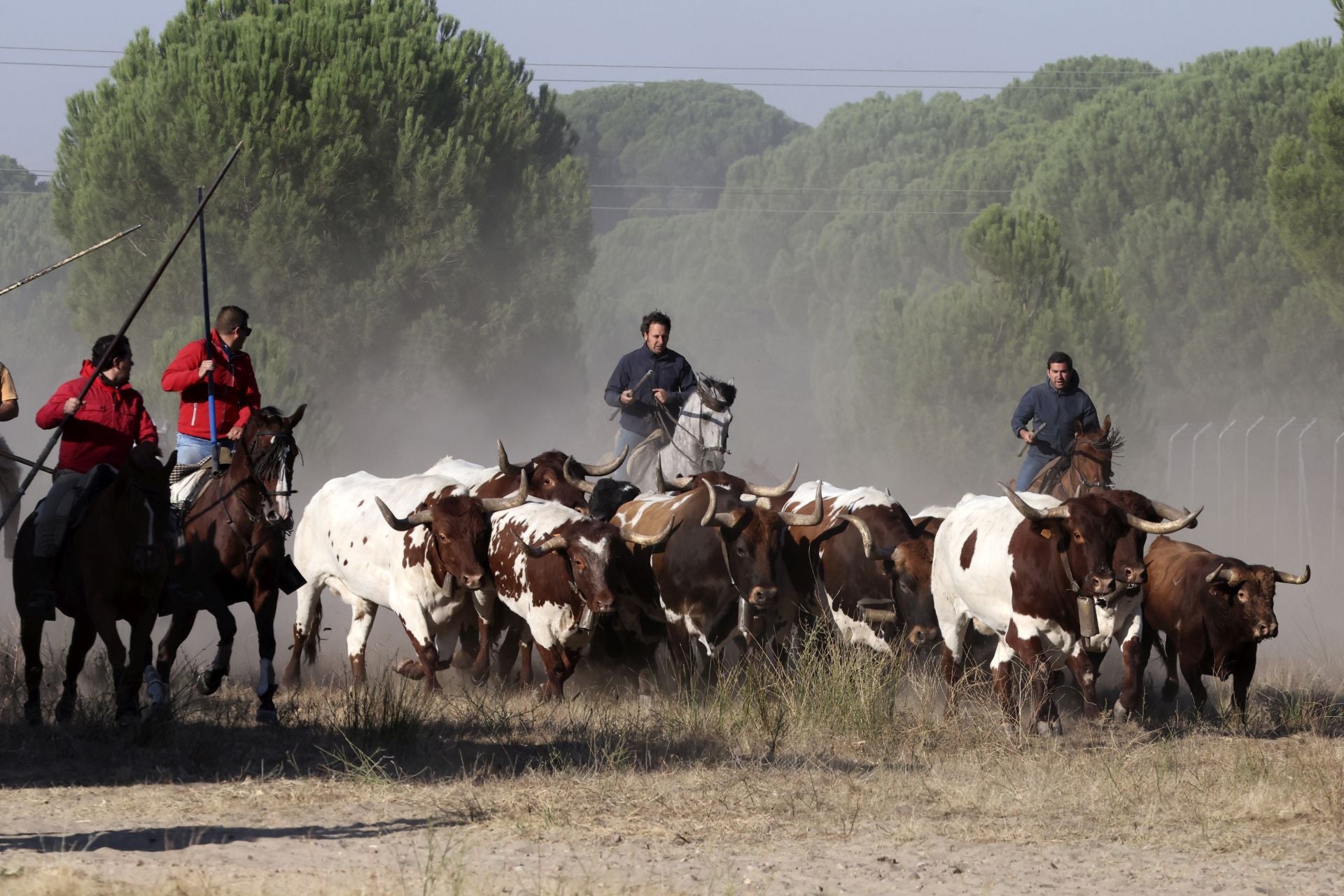 Encierro mixto del jueves en Tordesillas
