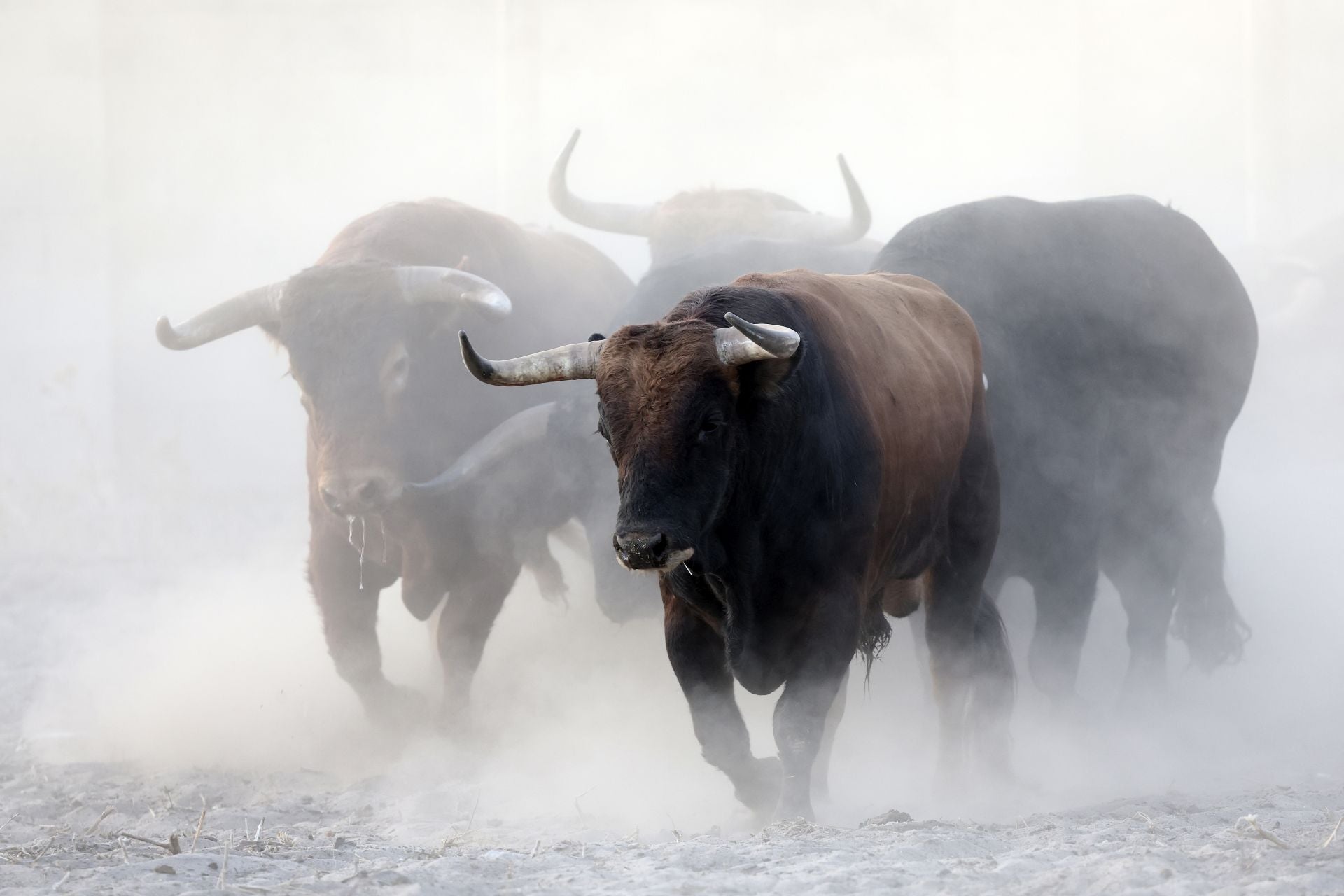 Encierro mixto del jueves en Tordesillas