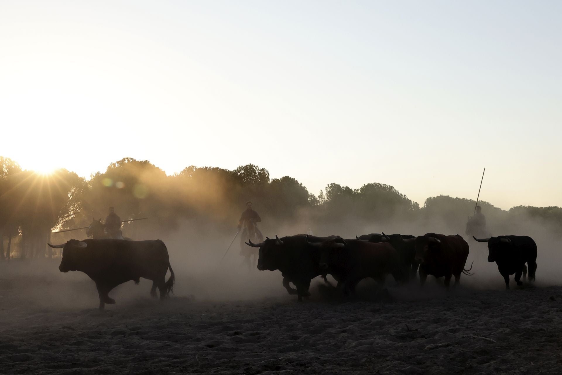 Encierro mixto del jueves en Tordesillas