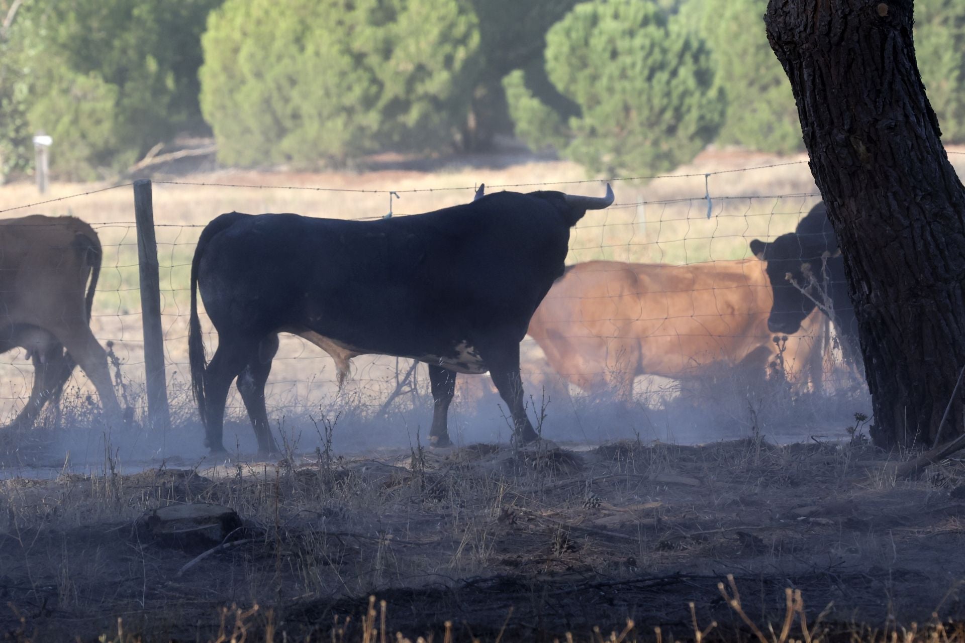Encierro mixto del jueves en Tordesillas