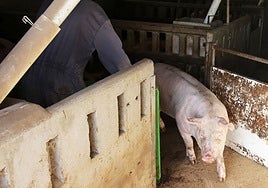 Un cerdo en una explotación ganadera de la provincia.