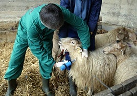 Un hombre administra una vacuna contra la lengua azul a una oveja.