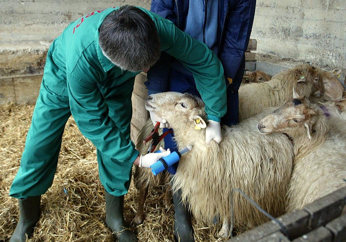 Un hombre administra una vacuna contra la lengua azul a una oveja.