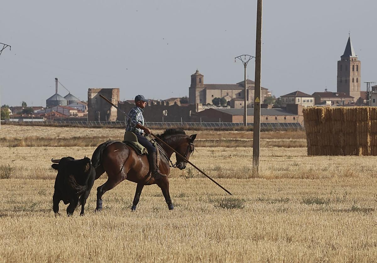 Las imágenes del encierro en Madrigal de las Altas Torres