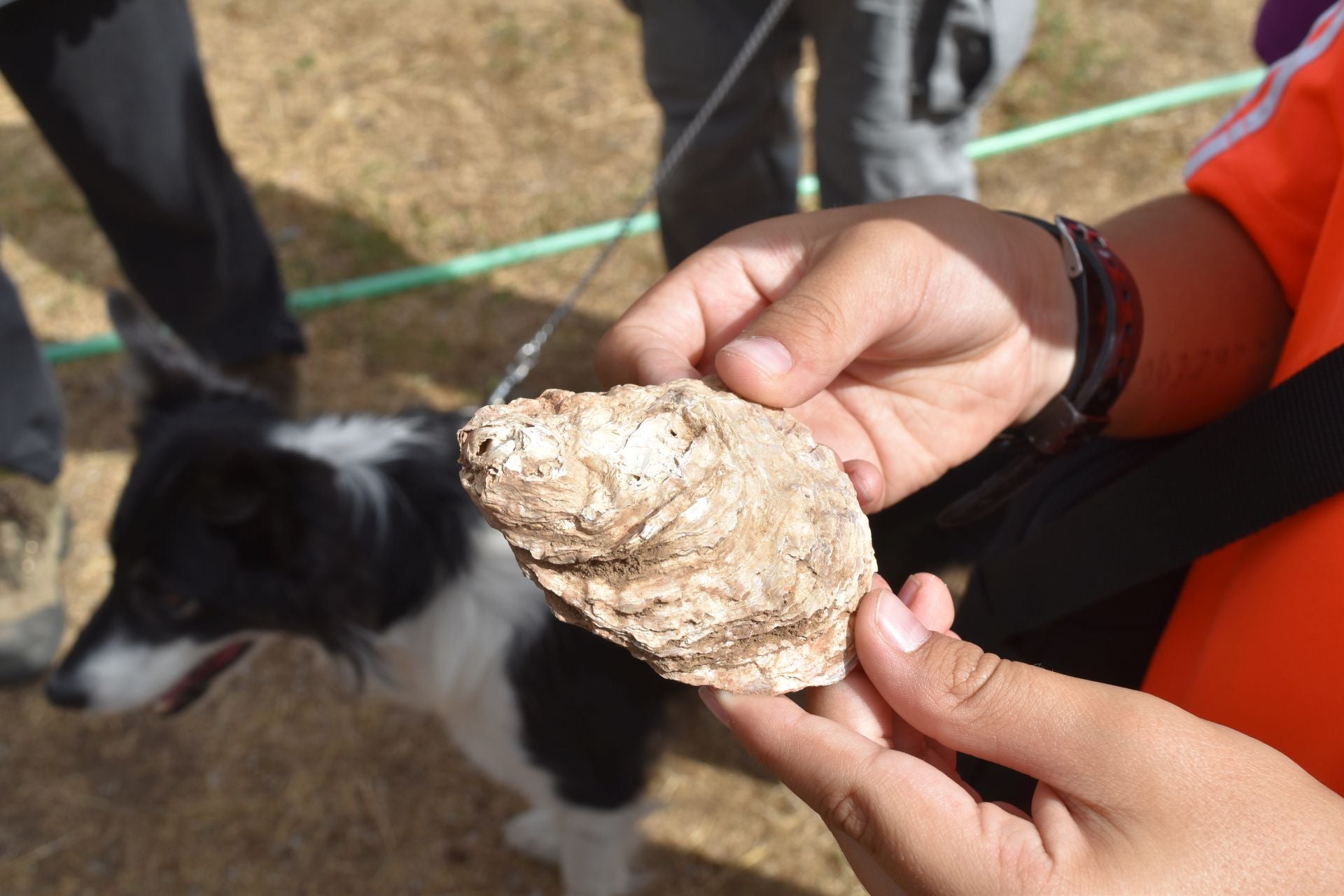 Una visita al lugar de descanso de los soldados romanos en Aguilar