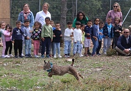 'Venadillo', uno de los linces liberados en el Cerrato palentino.