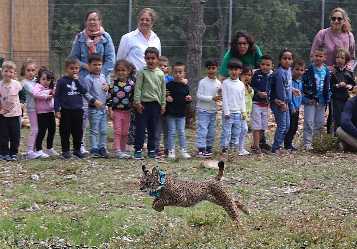 'Venadillo', uno de los linces liberados en el Cerrato palentino.