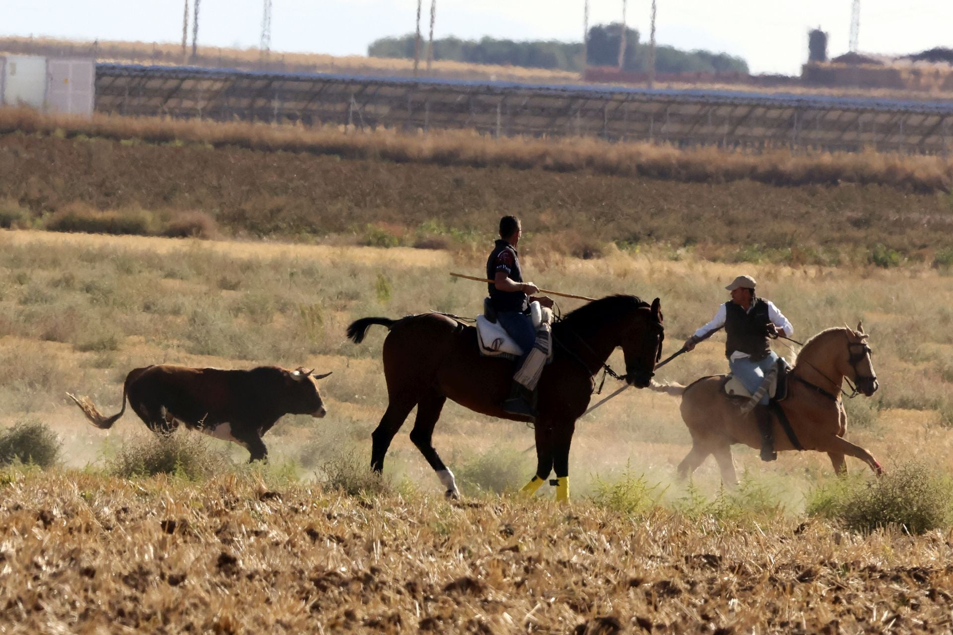 Las imágenes del encierro de Madrigal de las Altas Torres