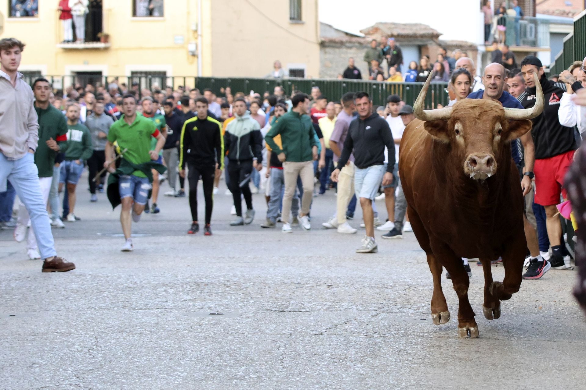 Las imágenes del toro del Clarete en Cigales