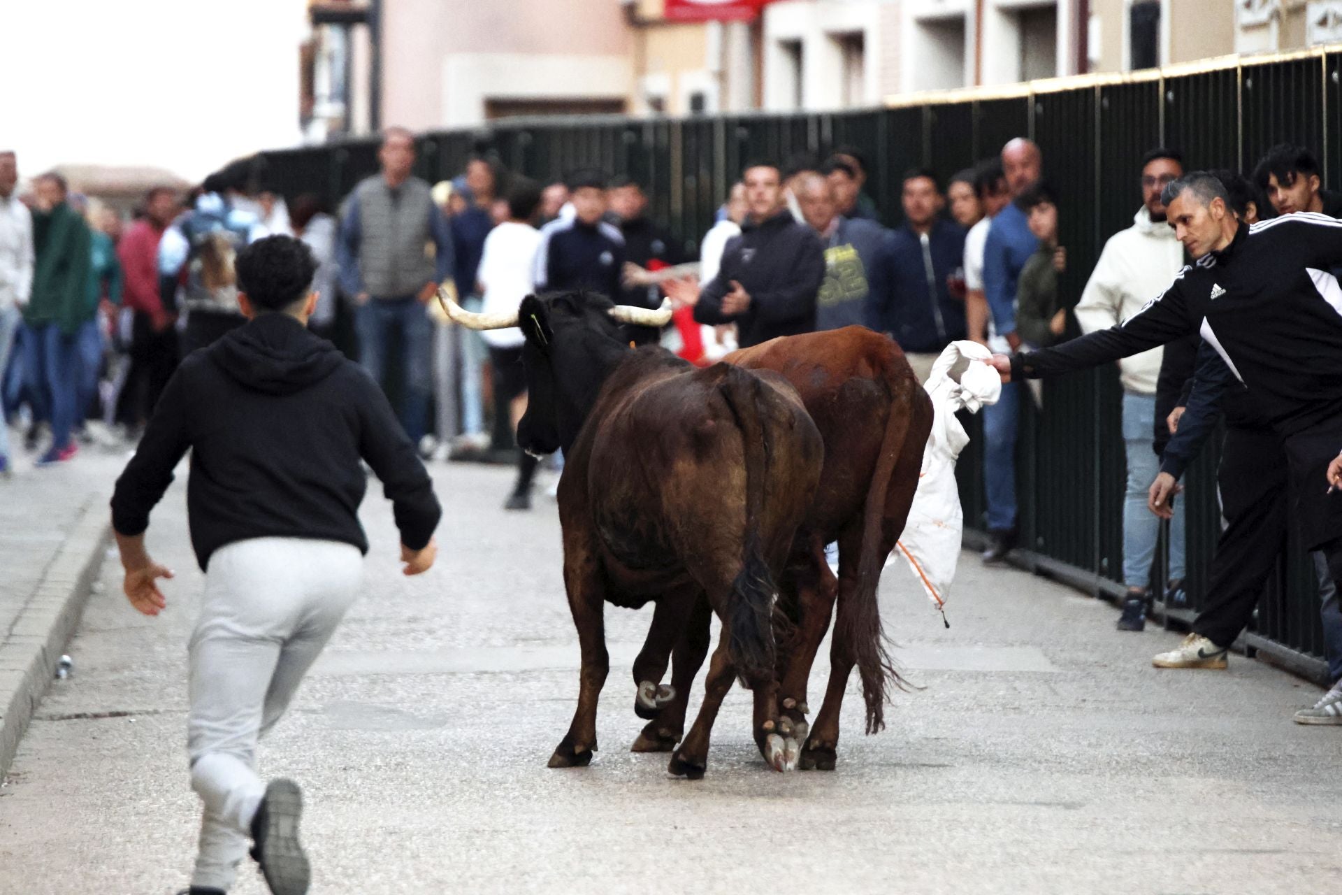 Las imágenes del toro del Clarete en Cigales