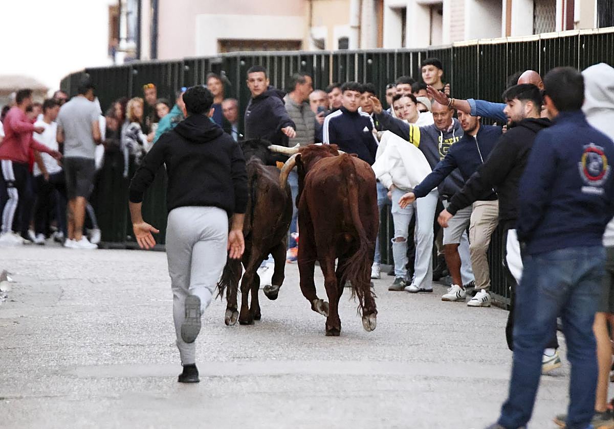 Las imágenes del toro del Clarete en Cigales