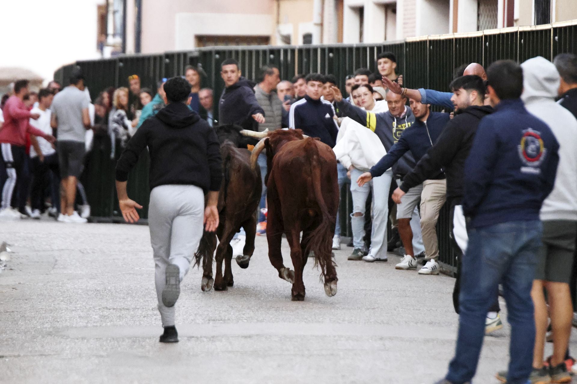 Las imágenes del toro del Clarete en Cigales