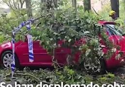 La caída de dos árboles en el paseo del Cid ha destrozado tres vehículos que estaban aparcados