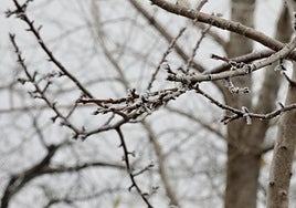 Imagen de archivo de una cencellada.