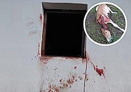 Imagen de una de las ventanas por donde accedió el oso a la explotación en Caboalles de Abajo; acompañado de la imagen de un potro atacado por el mismo animal.