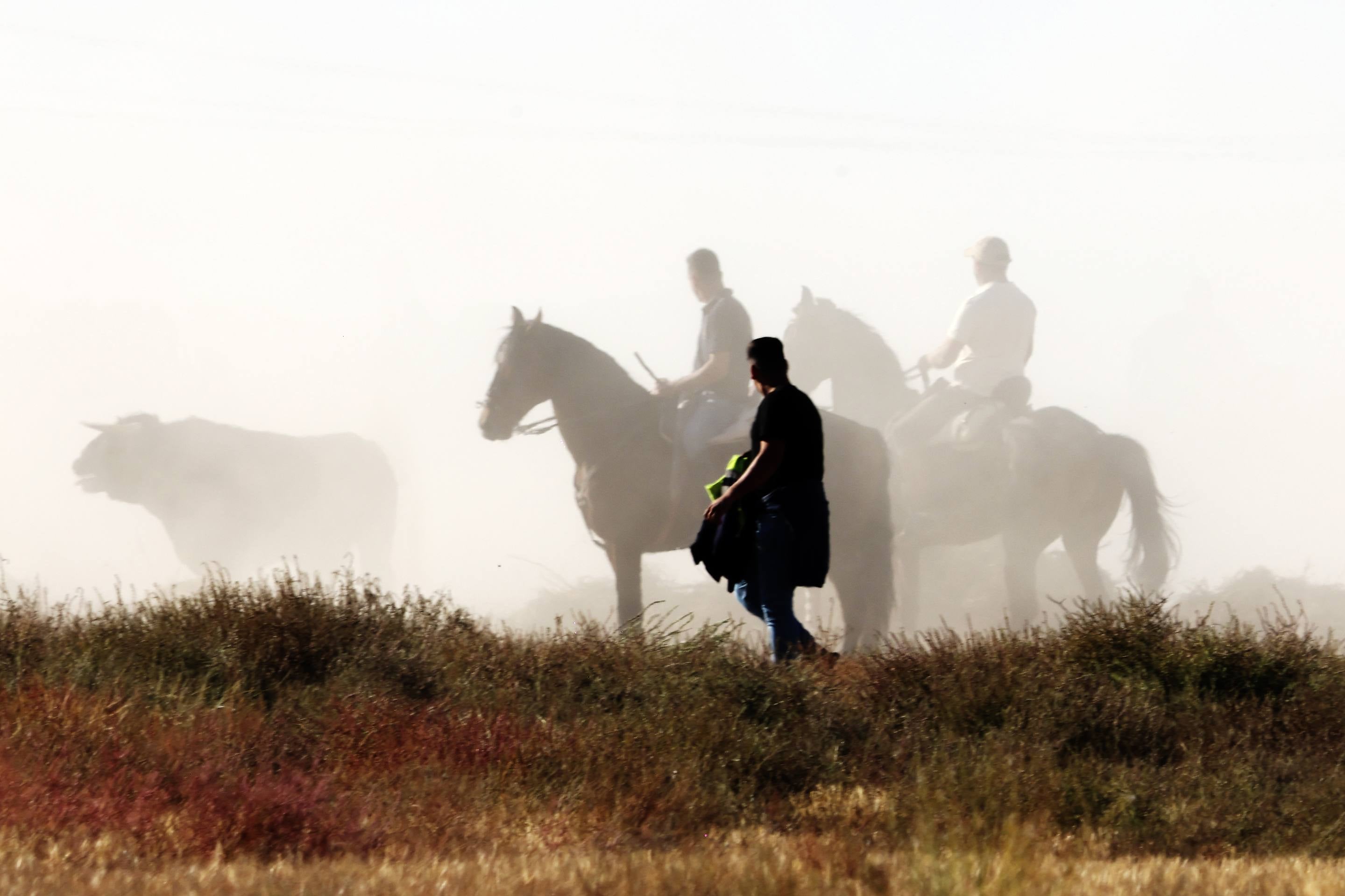 Las imágenes del encierro en Olmedo