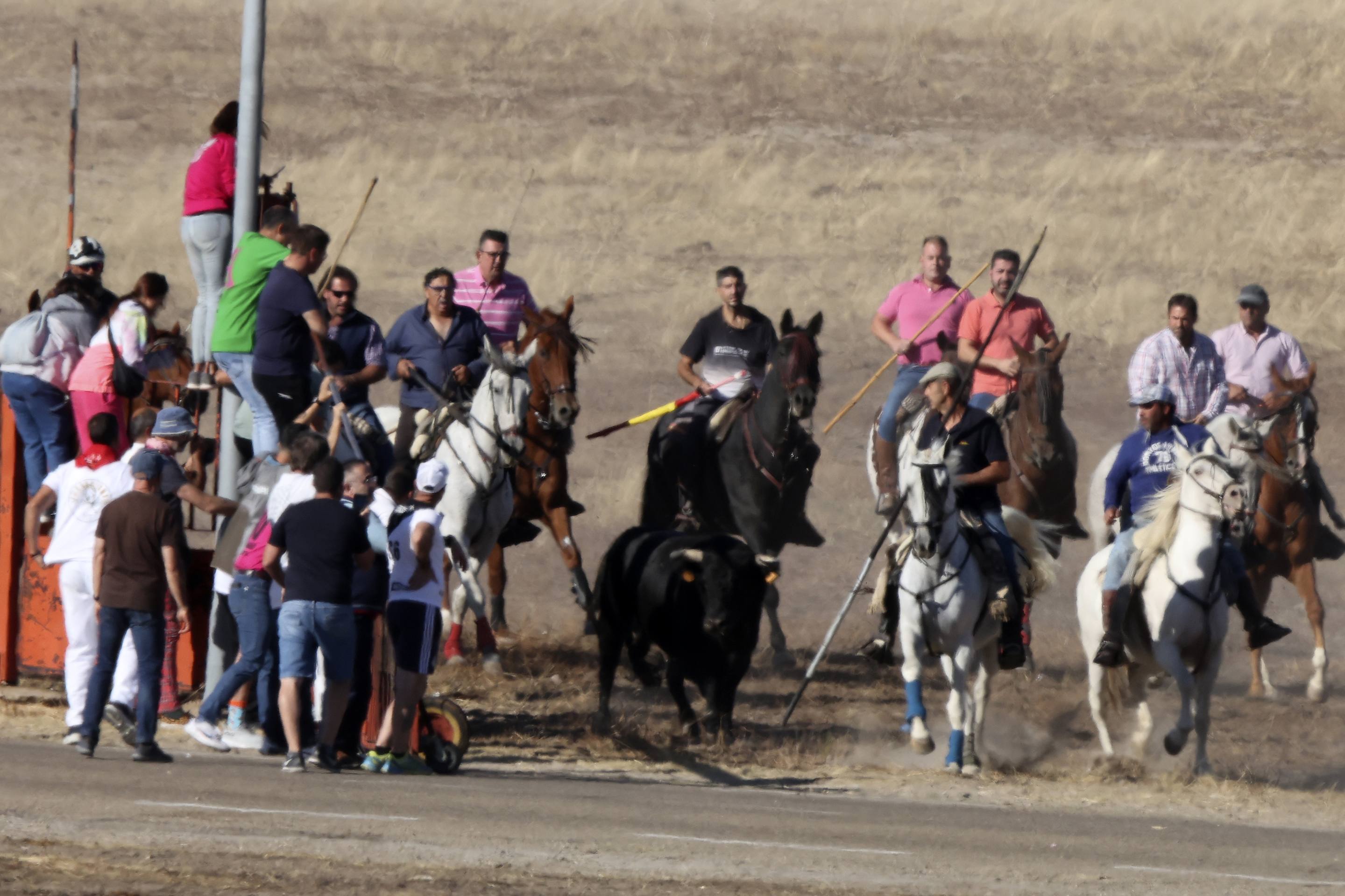 Las imágenes del encierro en Olmedo