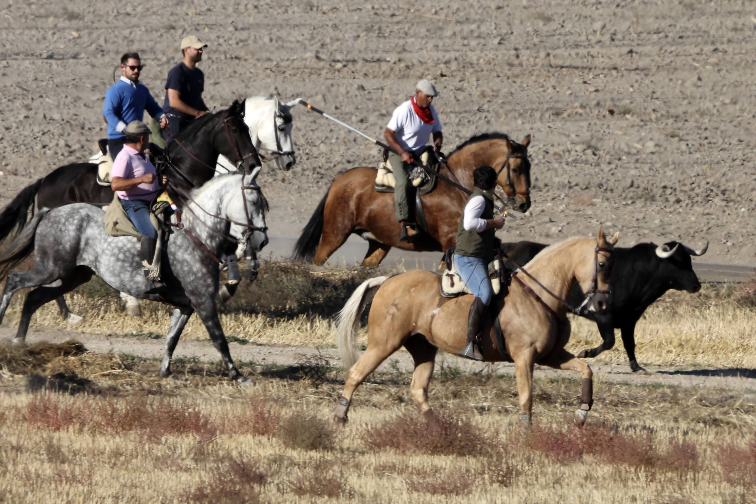 Las imágenes del encierro en Olmedo
