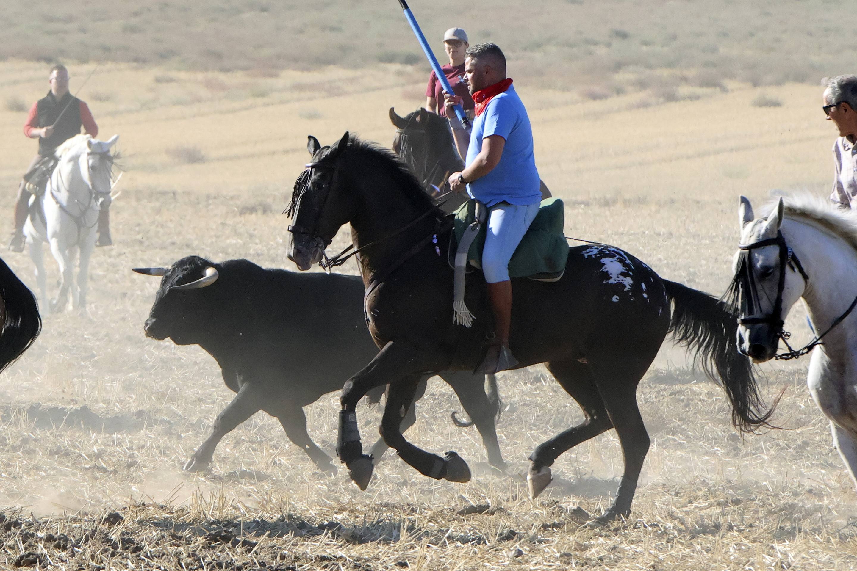 Las imágenes del encierro en Olmedo