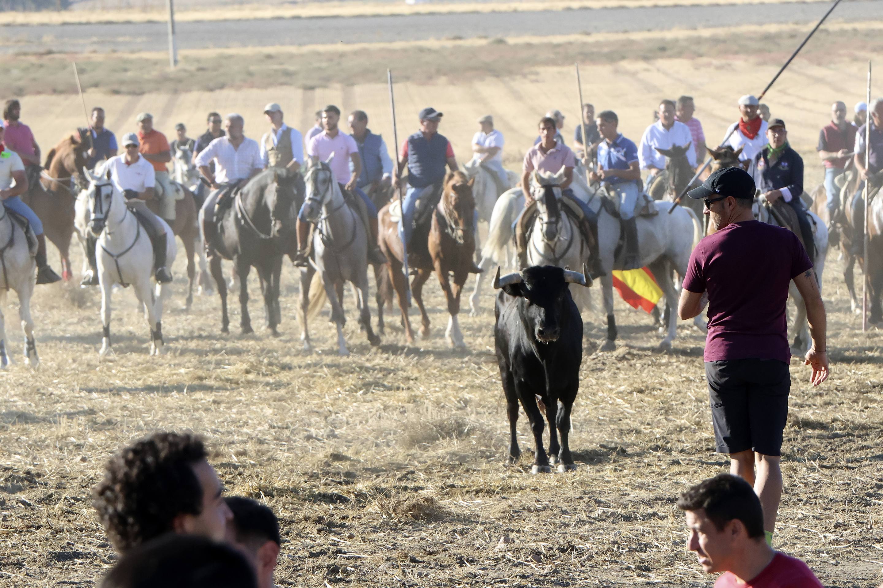 Las imágenes del encierro en Olmedo