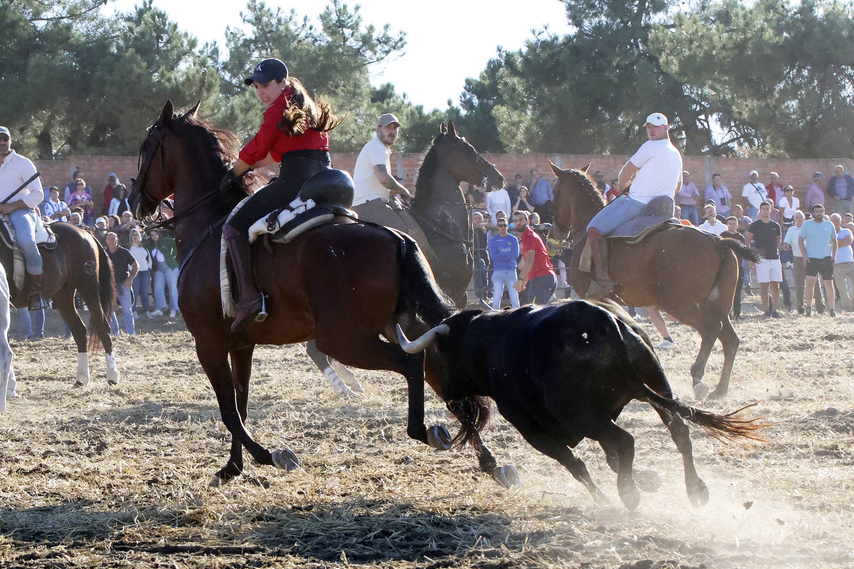 Las imágenes del encierro en Olmedo