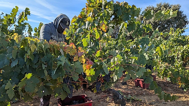 Ribera del Duero vive una vendimia lenta y larga, marcada por la guerra de precios