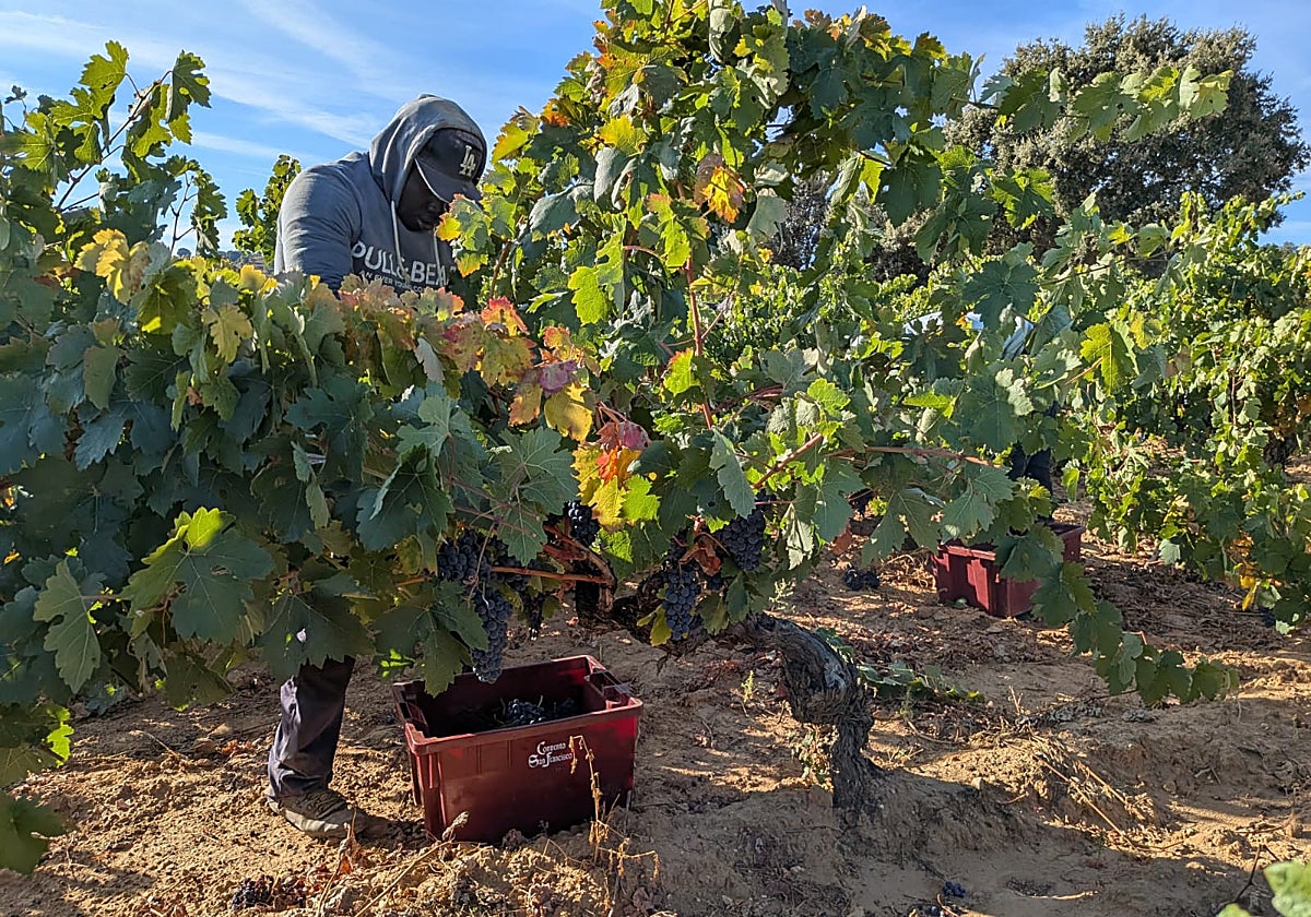 Un jornalero realizando labores de vendimia en un viñedo en Quintana del Pidio.
