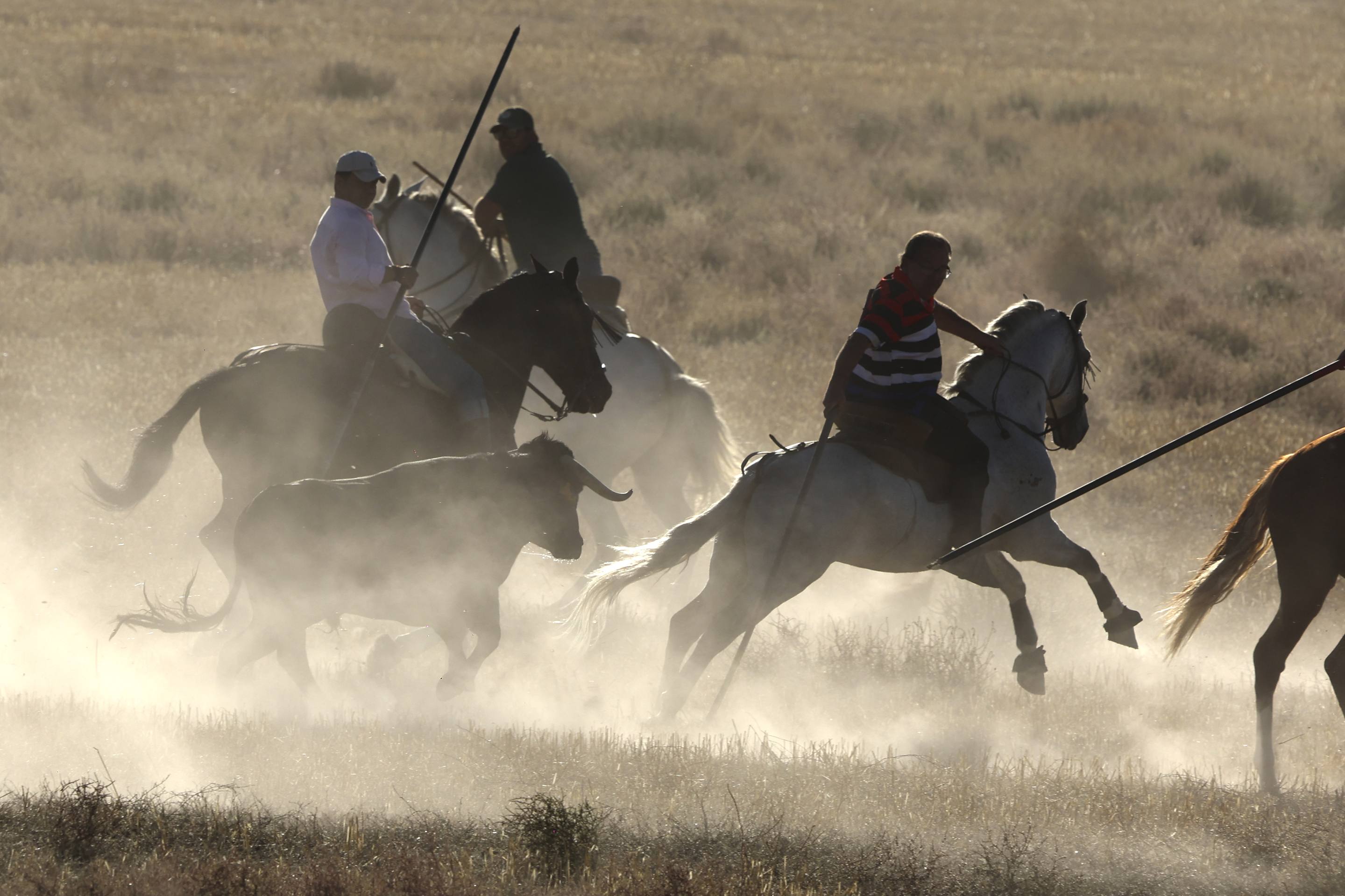 El encierro en Olmedo, en imágenes