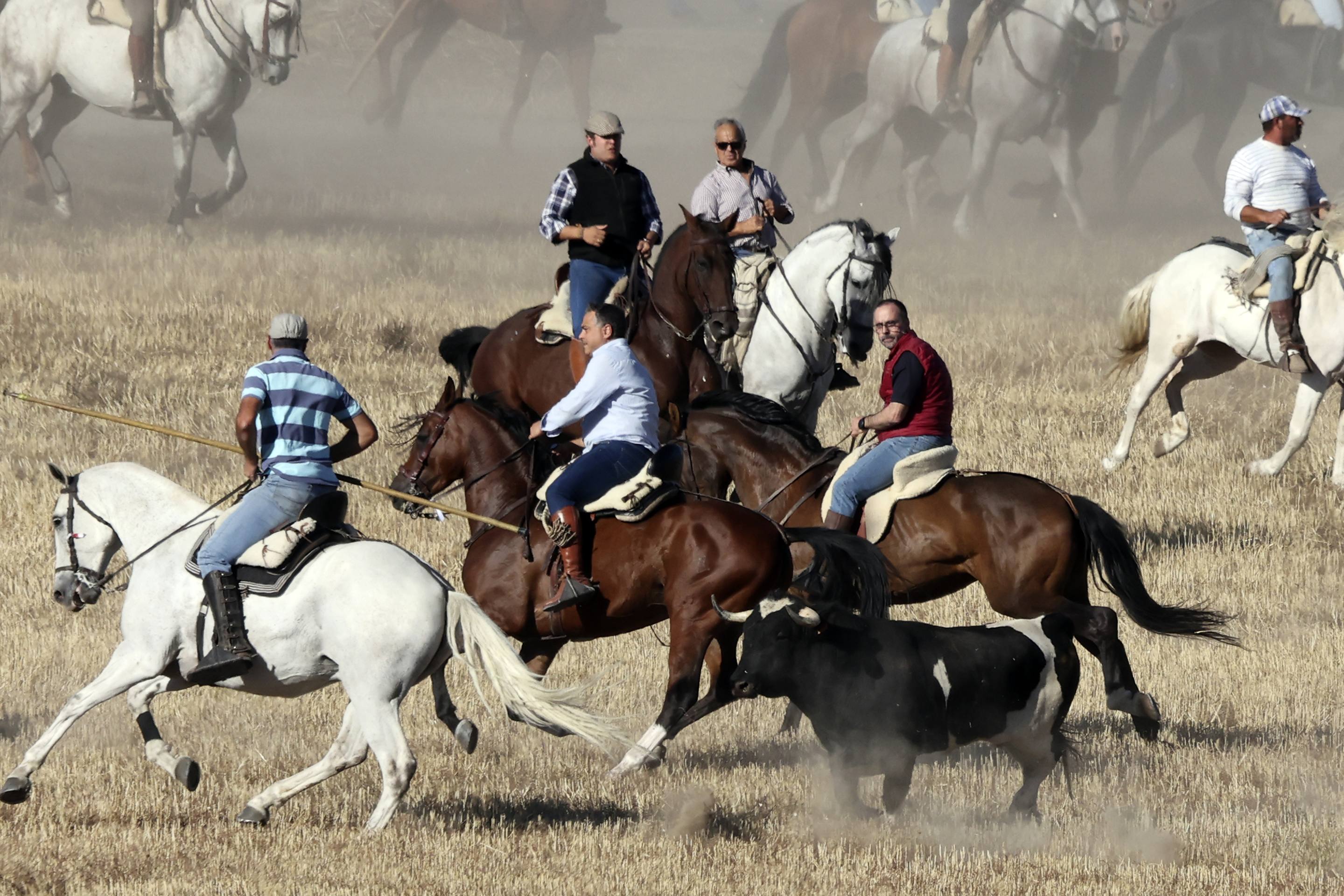 El encierro en Olmedo, en imágenes