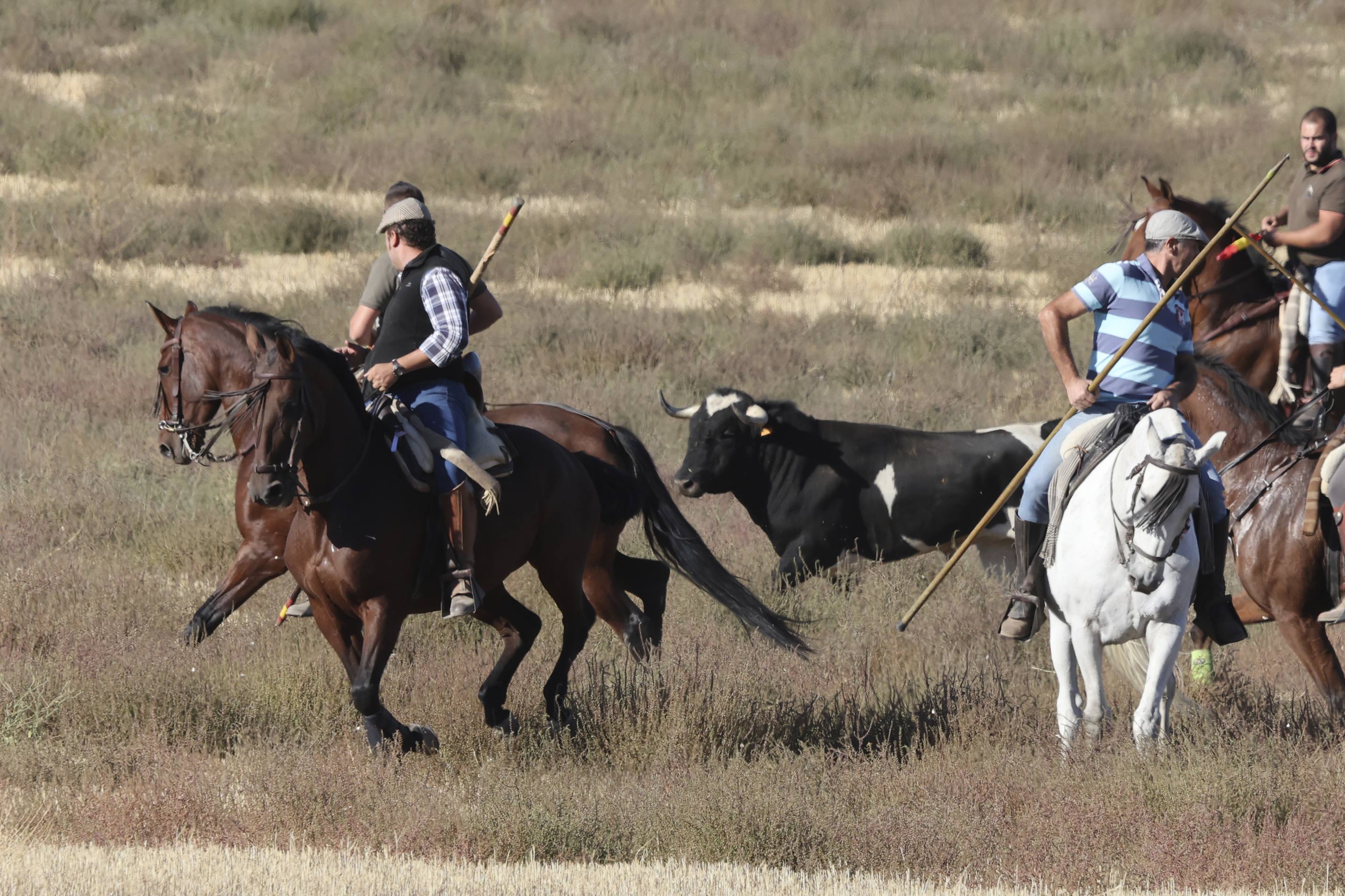 El encierro en Olmedo, en imágenes