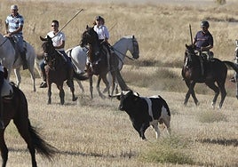 Imágenes del encierro tradicional al estilo de la Villa celebrado este viernes en Olmedo