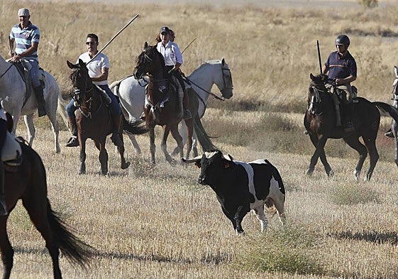 Imágenes del encierro tradicional al estilo de la Villa celebrado este viernes en Olmedo