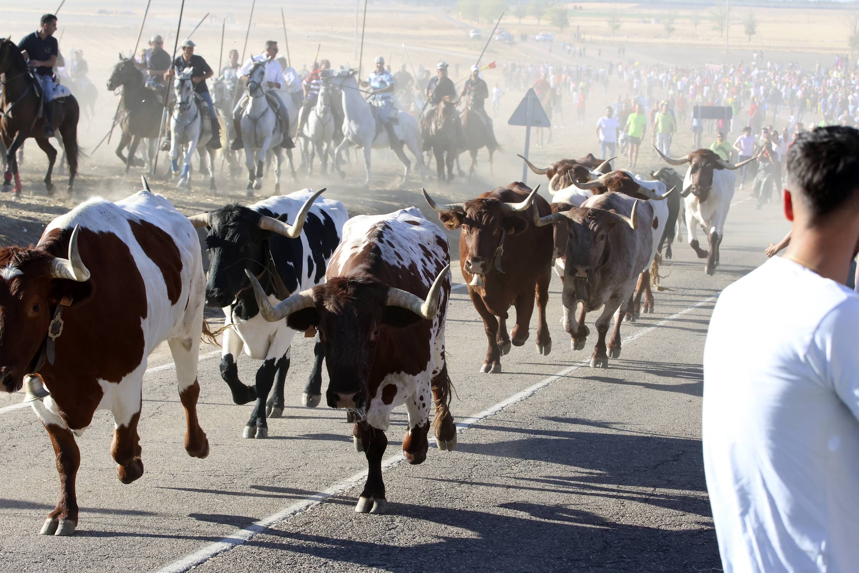 El encierro en Olmedo, en imágenes