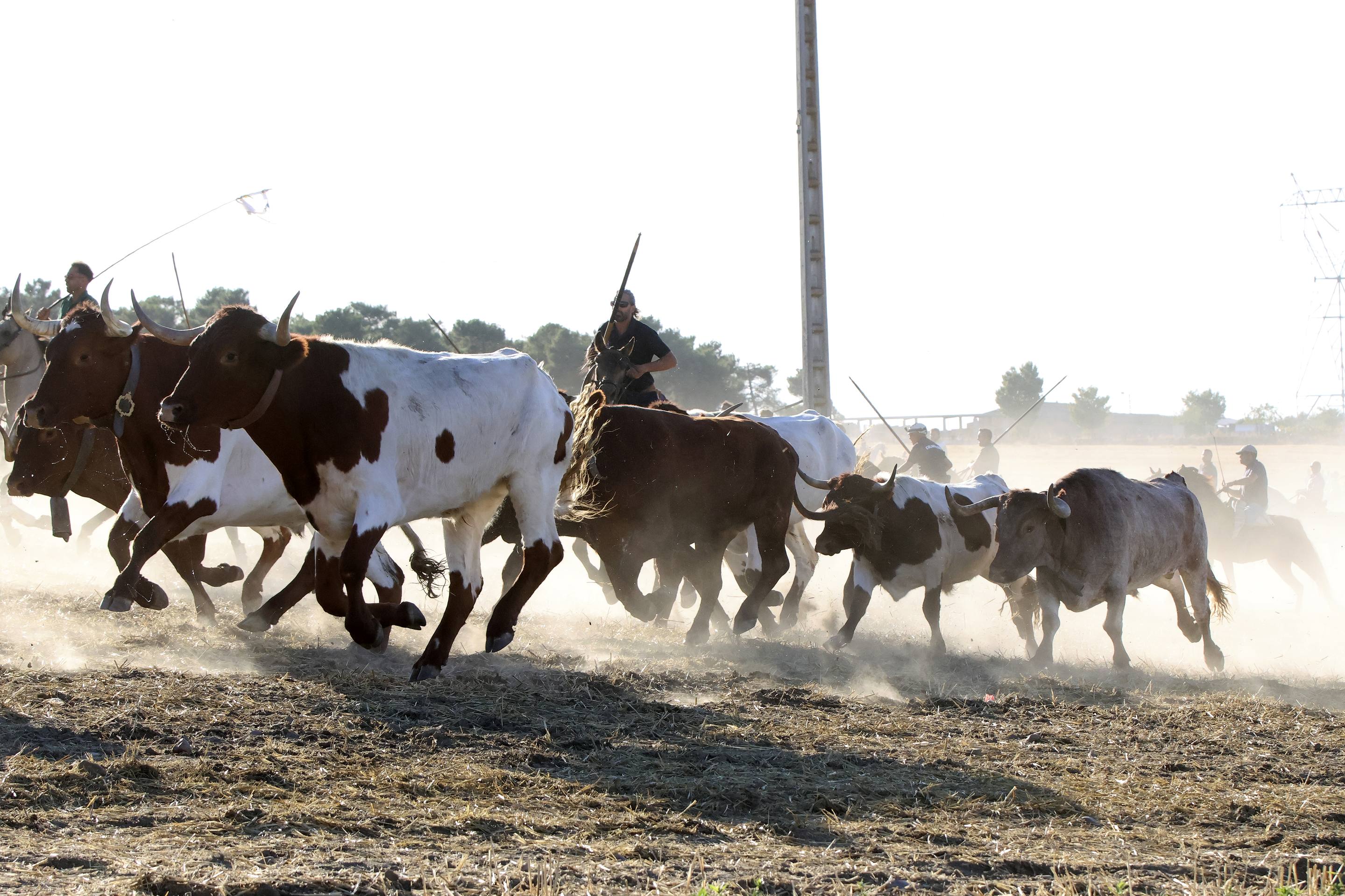 El encierro en Olmedo, en imágenes