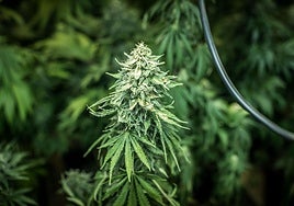 Un cogollo de marihuana, en una imagen de archivo.