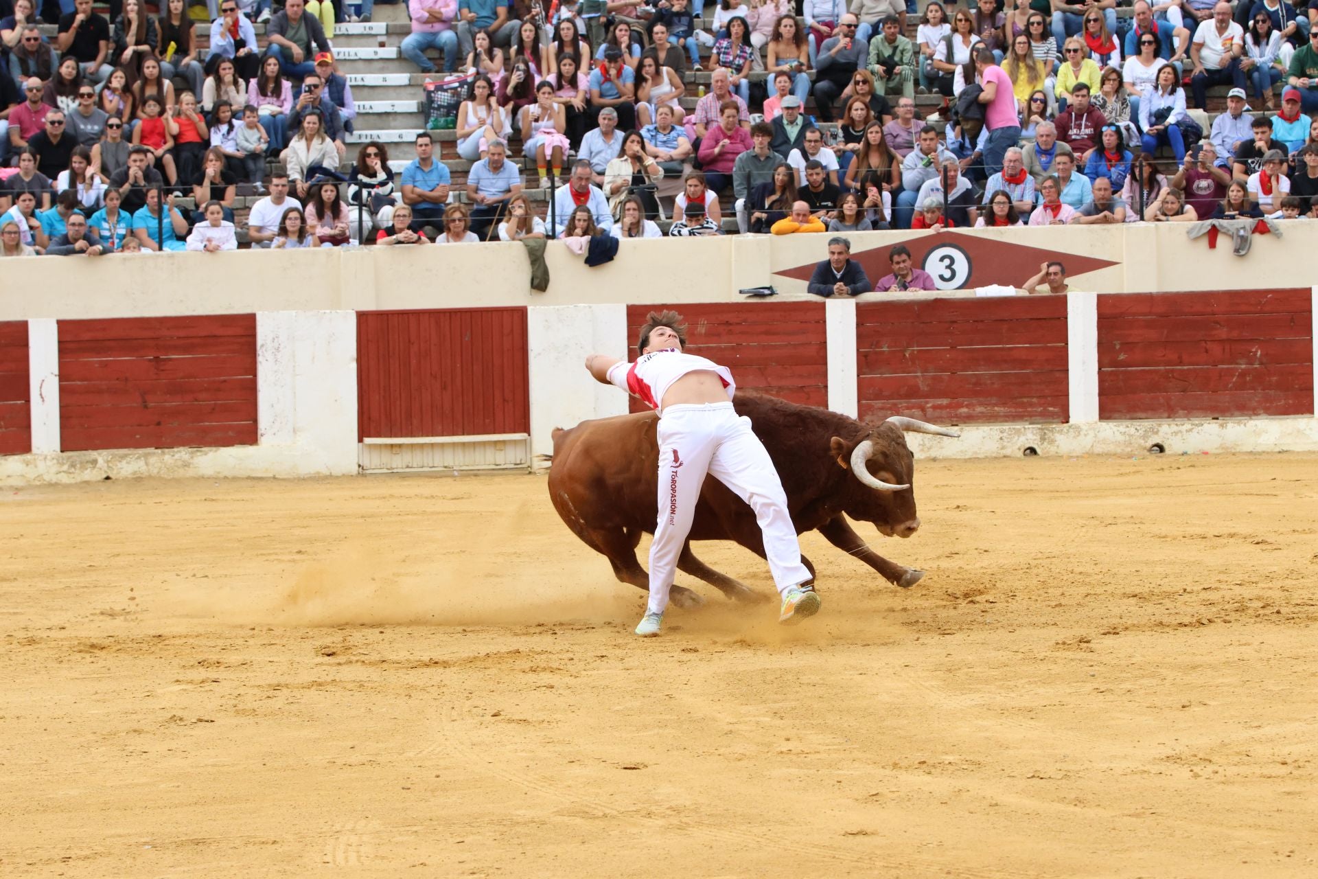 Fotografías del concurso de cortes celebrado en Olmedo