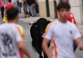 Las imágenes del encierro urbano celebrado en Íscar