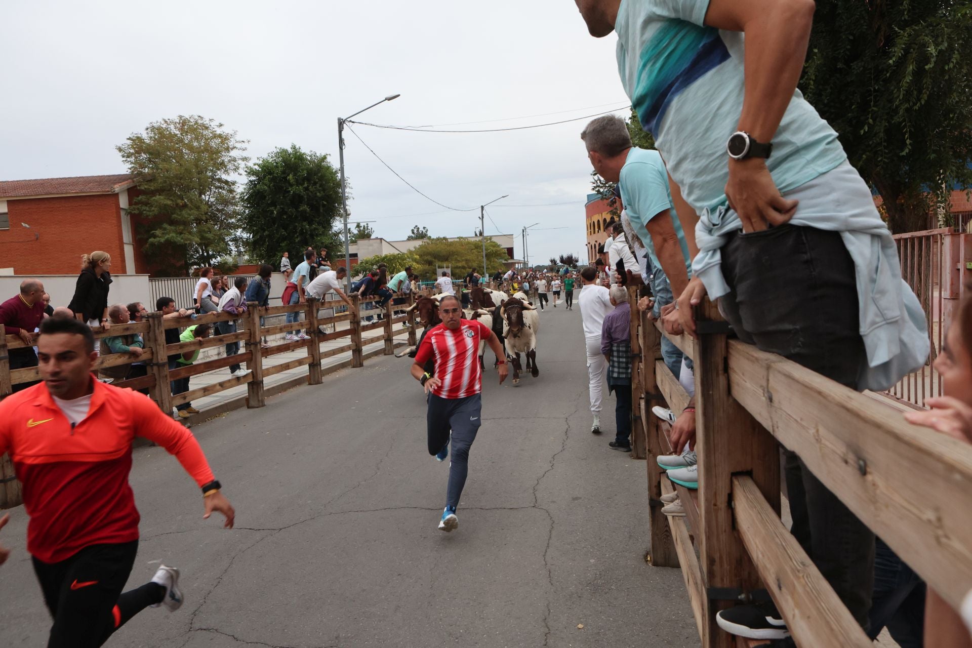 Las imágenes del encierro urbano celebrado en Íscar