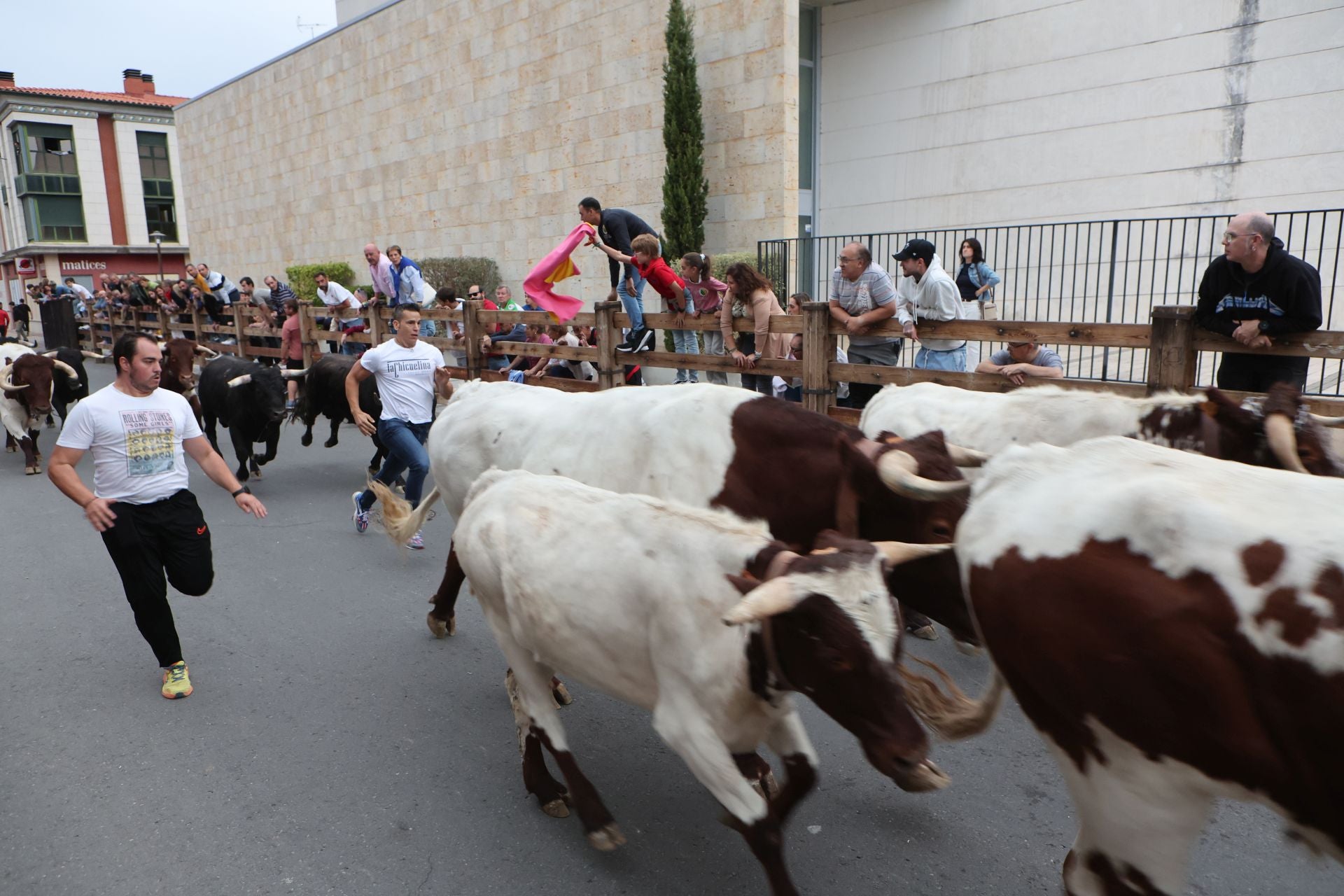 Las imágenes del encierro urbano celebrado en Íscar