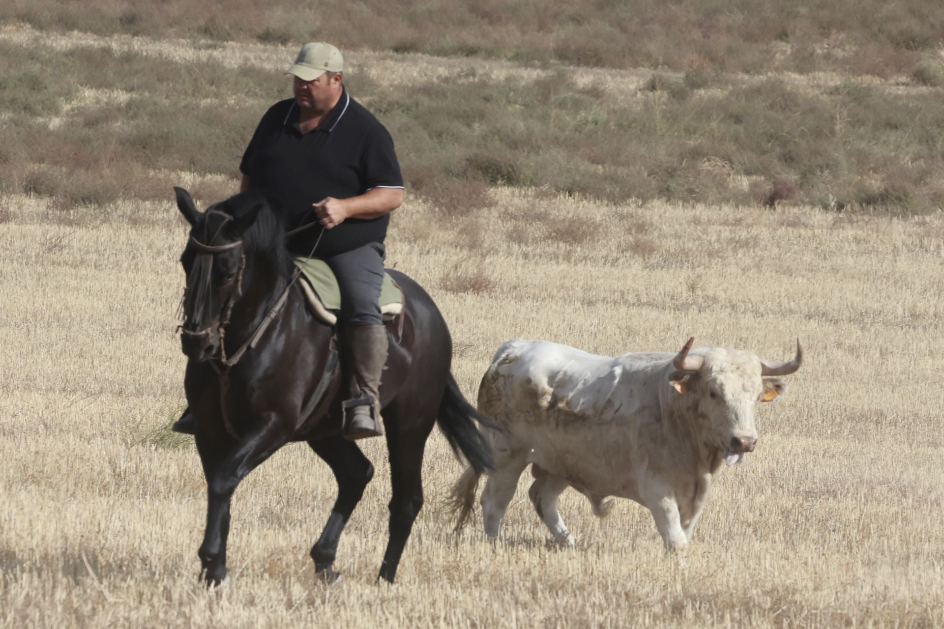 Encierro en Olmedo el sábado por la mañana