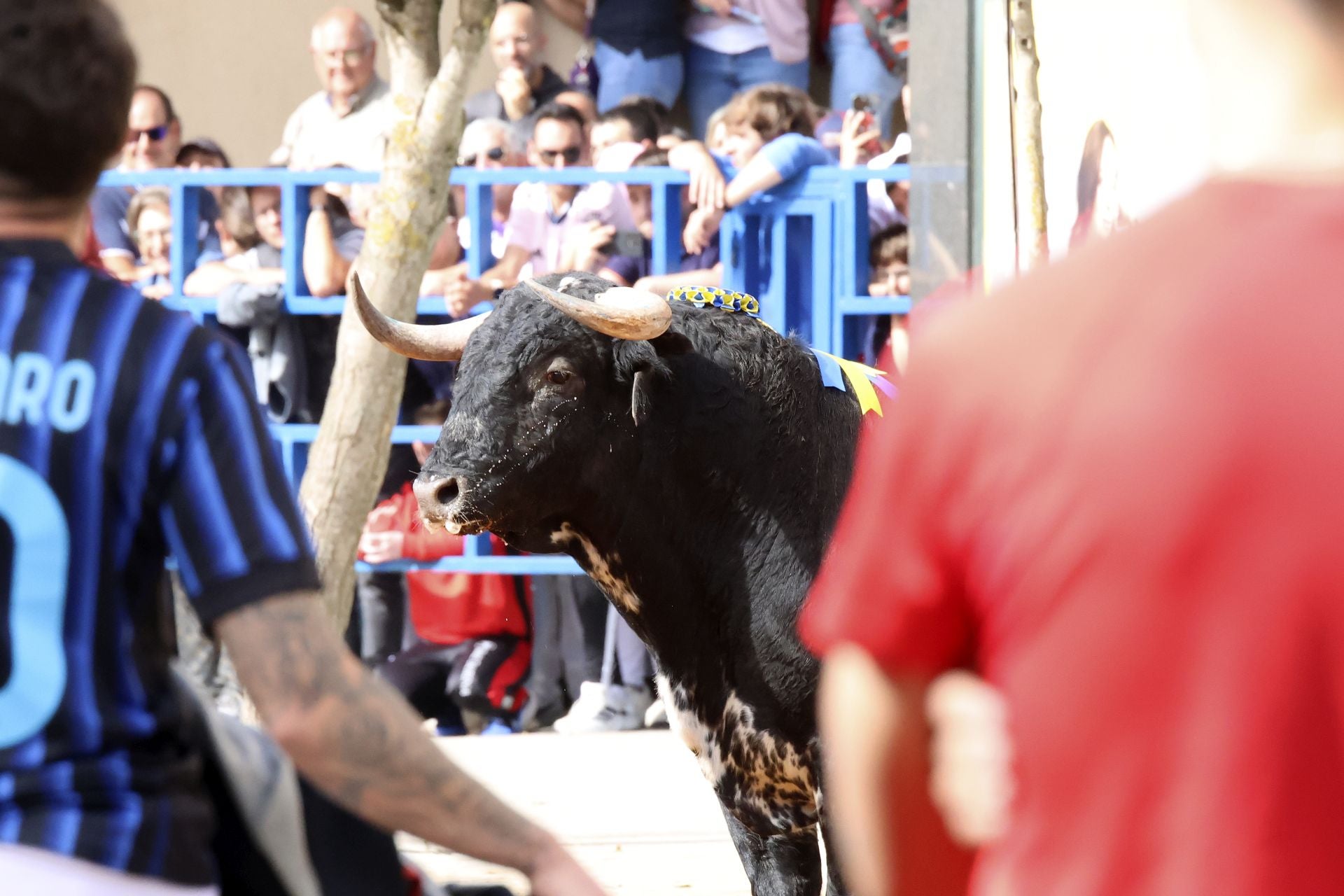 Toro del Cajón en Íscar