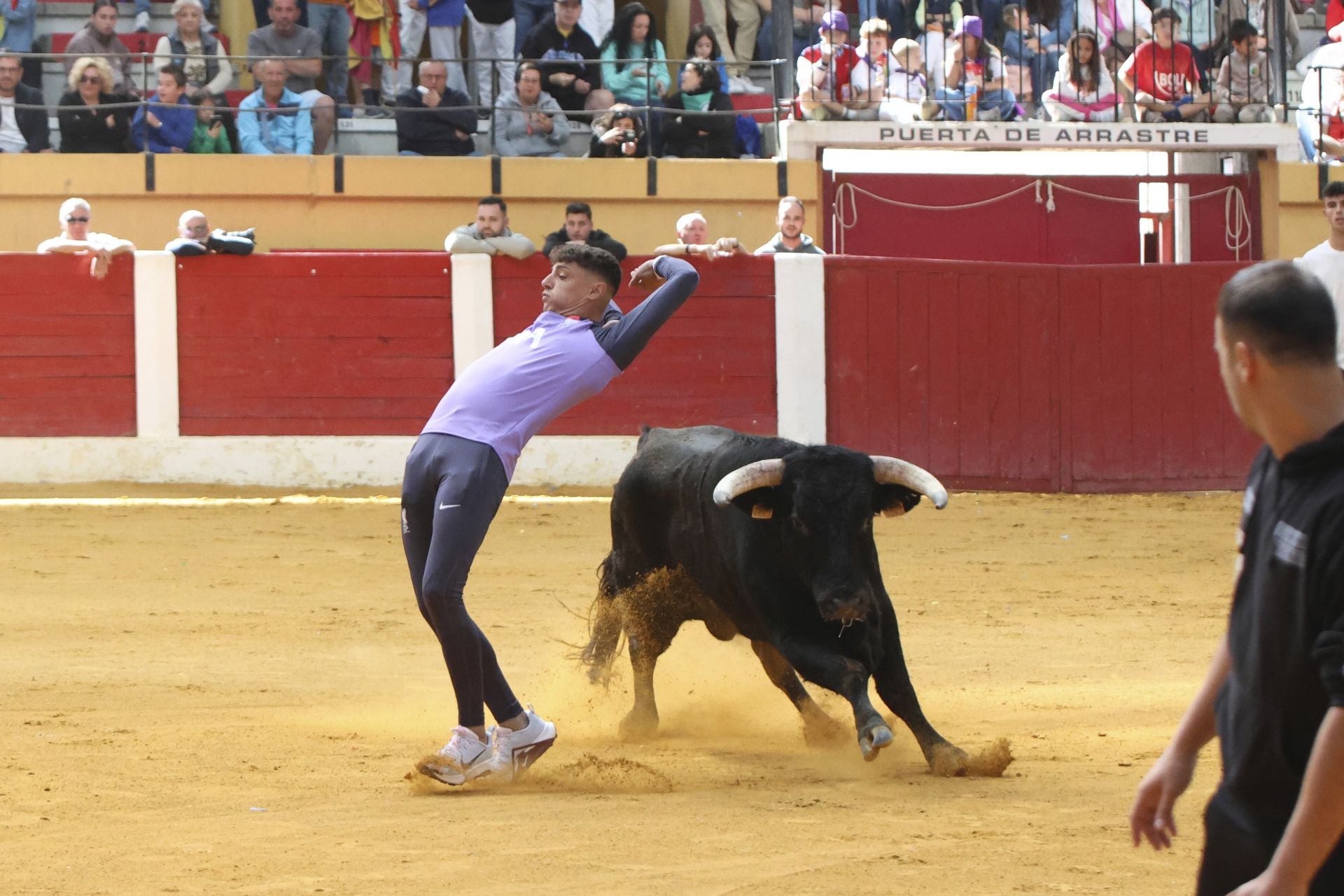 Toro del Cajón en Íscar