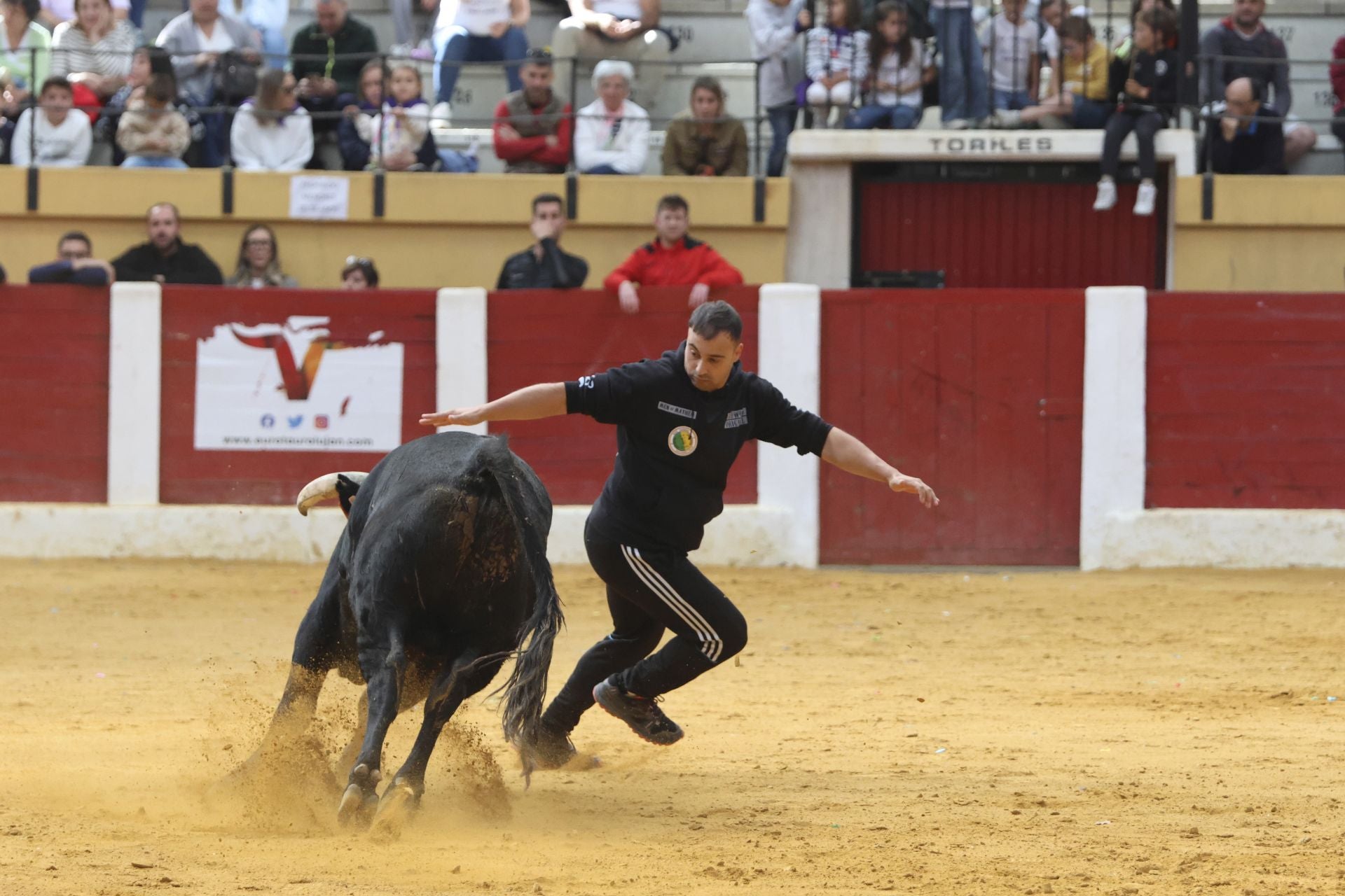 Toro del Cajón en Íscar