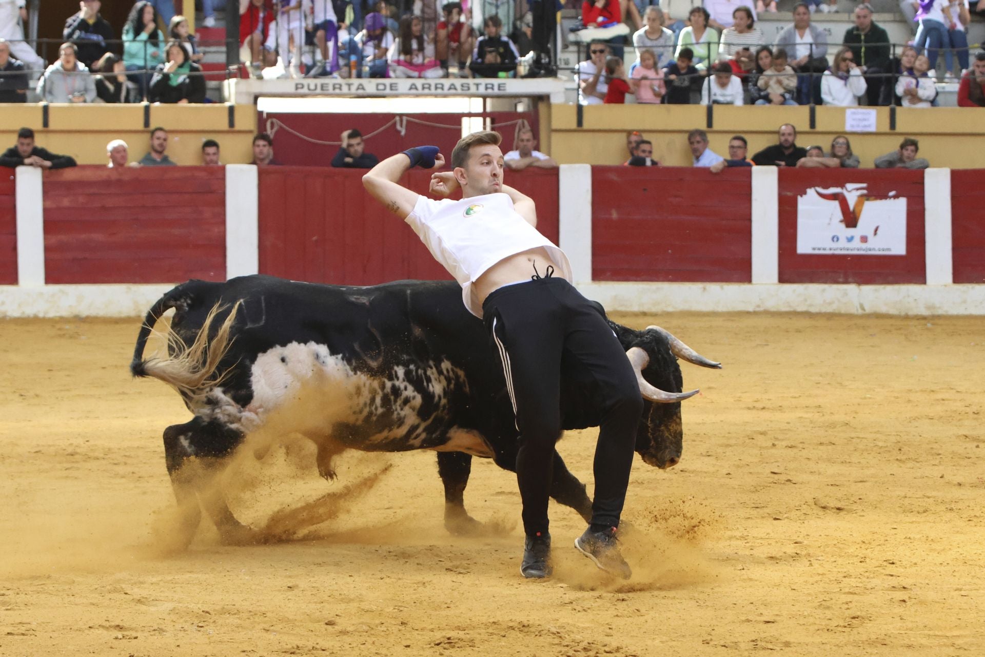 Toro del Cajón en Íscar