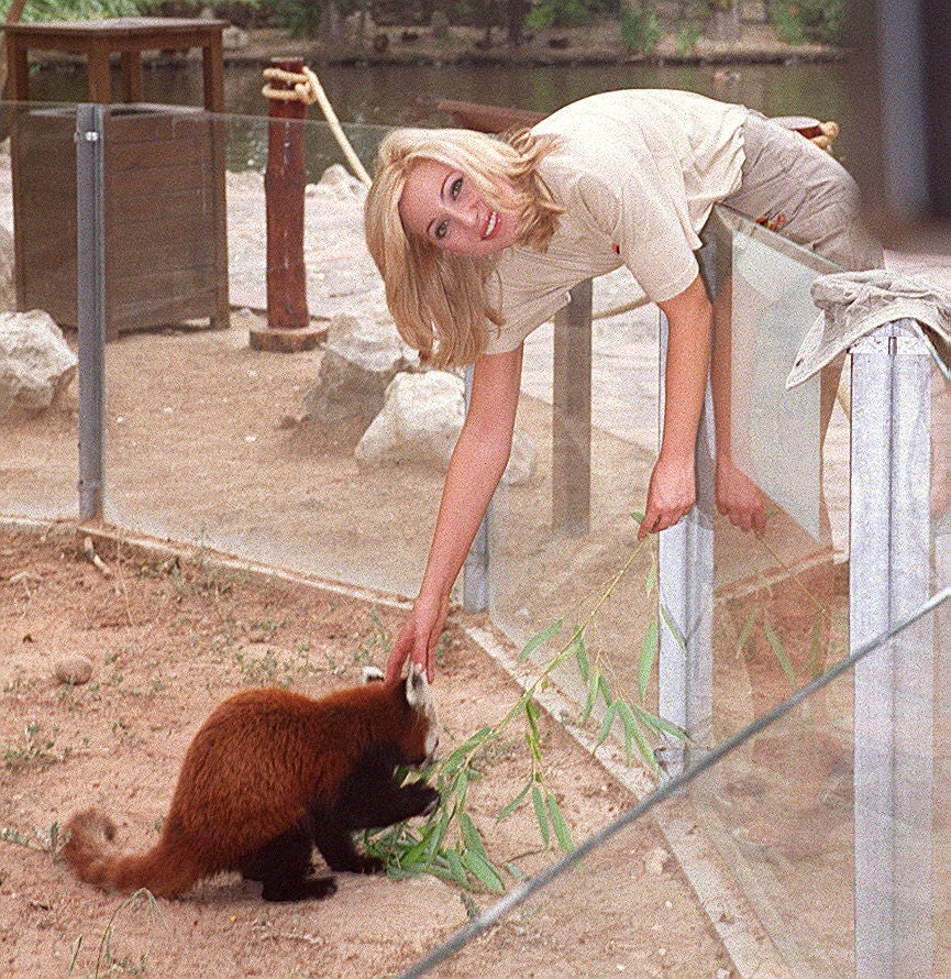 Ania, exconcursante de Gran Hermano, apadrina a un oso panda rojo durante su visita al zoo de Matapozuelos. 11 de agosto de 2000.